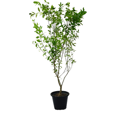 Citrus Bin Zaheer plant, Citrus Bin Zaheer for sale, Buy Citrus Bin Zaheer online, Citrus Bin Zaheer care, Outdoor Citrus Bin Zaheer